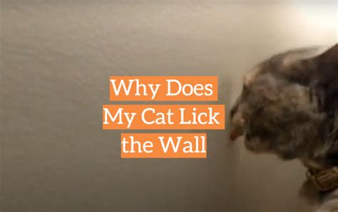 why does my cat lick the wall